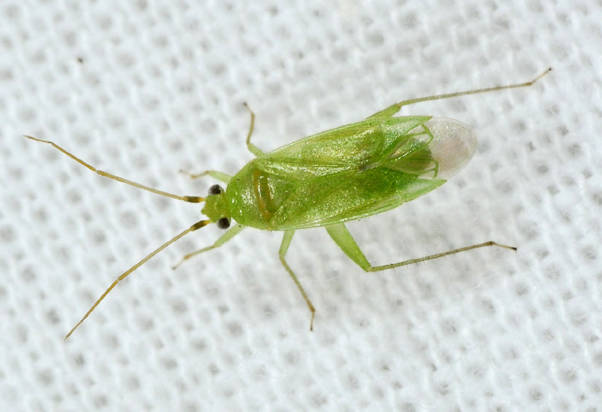 Lygocoris pabulinus ?